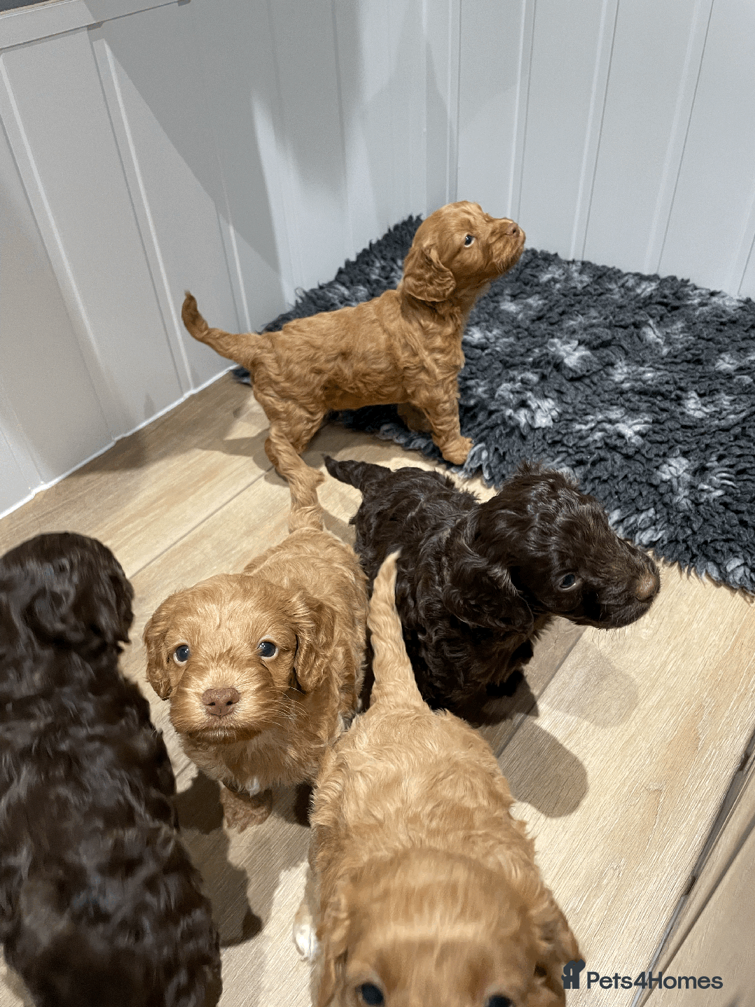 Cockapoo dogs for sale: Fluffy Thick coated F1 Cockapoos/DNA Health tested - Image 11