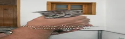 Maine Coon cats for sale: 🐾 Exceptional TICA Registered Maine Coon Kittens in Skegness - Advert 13