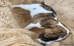 Jack Russell dogs for sale: Bob tail jacks  - Image 9