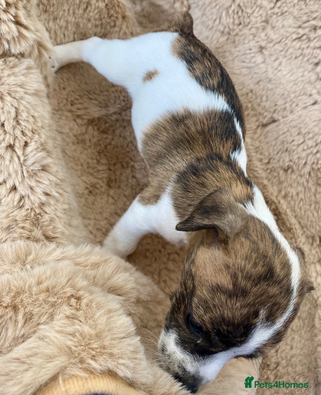 Jack Russell dogs for sale: Bob tail jacks  - Image 9