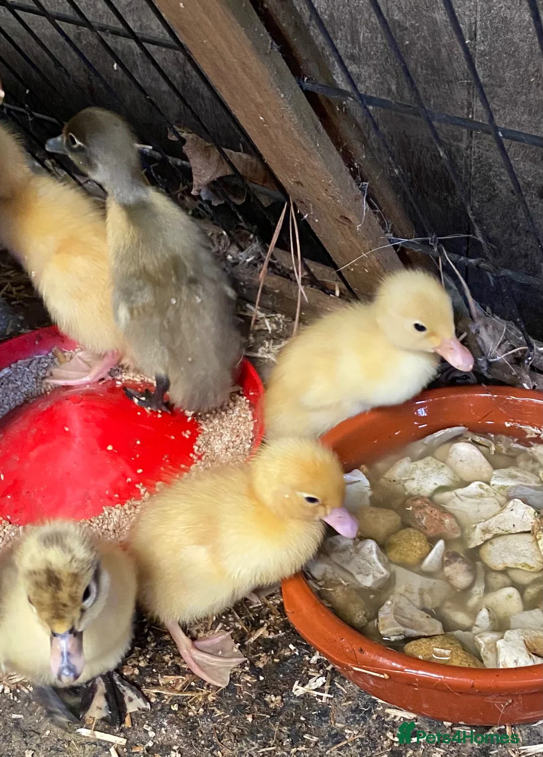 Ducks poultry for sale: Indian Runner Duck Hatching Eggs - Advert 2