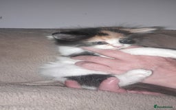 Sphynx cats for sale: Sphynx varient x ragdoll elf ears - Image 9