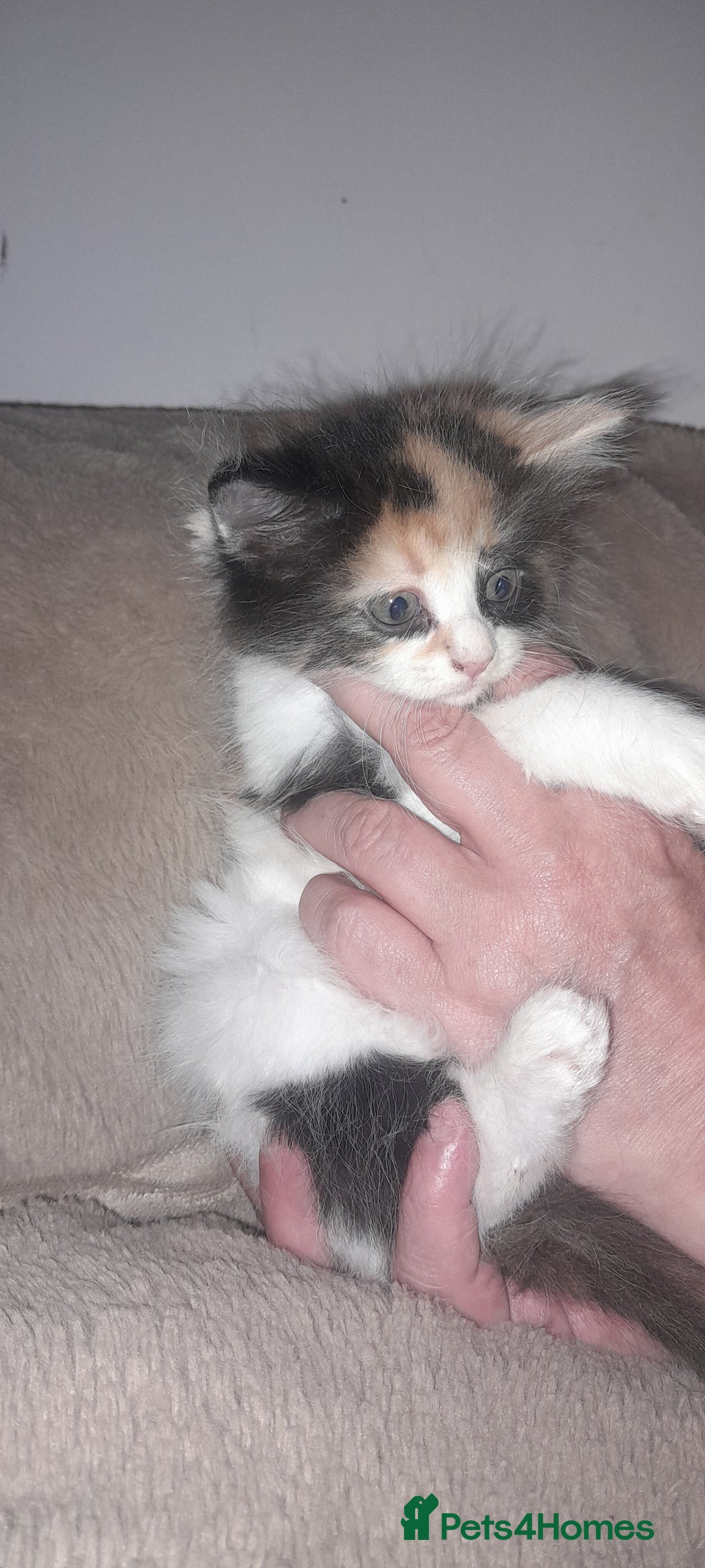 Sphynx cats for sale: Sphynx varient x ragdoll elf ears - Image 9