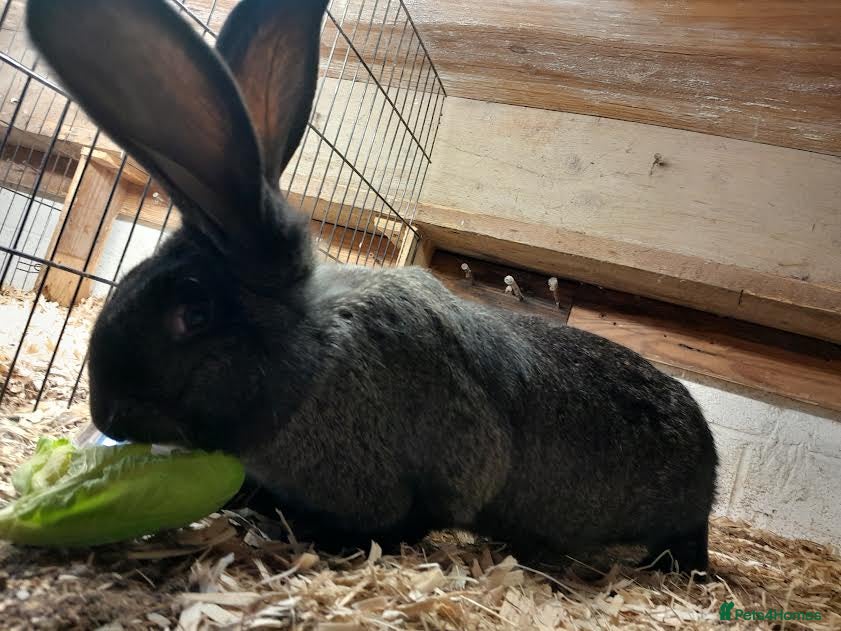 Continental Giant rabbits continental giant rabbit boy 12 weeks old  - Advert 1