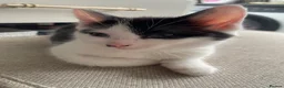 Mixed Breed cats for sale: Gorgeous baby girl ready for her new forever home  - Advert 4