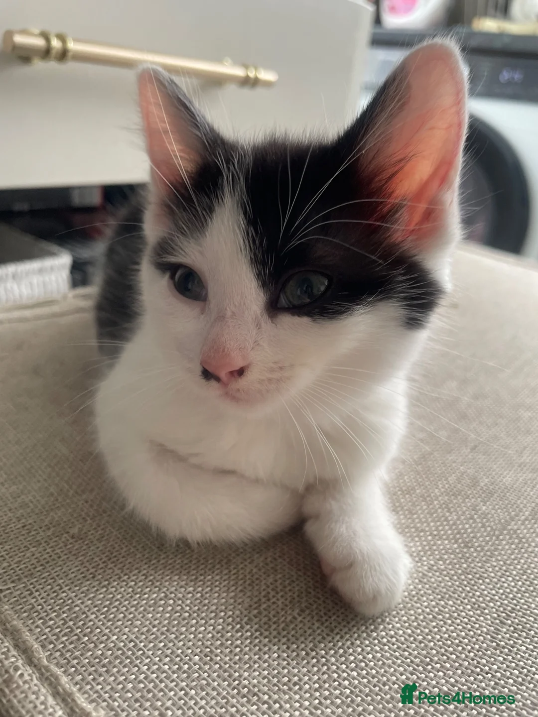 Mixed Breed cats for sale: Gorgeous baby girl ready for her new forever home  - Advert 4