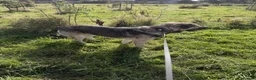 Caucasian Shepherd Dog dogs for sale: Rocky – Caucasian Shepherd - Loving Home Wanted - Advert 1