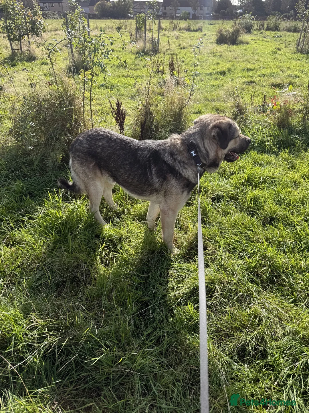 Caucasian Shepherd Dog dogs for sale: Rocky – Caucasian Shepherd - Loving Home Wanted - Advert 1