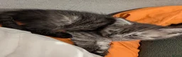 Mixed Breed cats for sale: 3 male kittens for sale - Advert 5