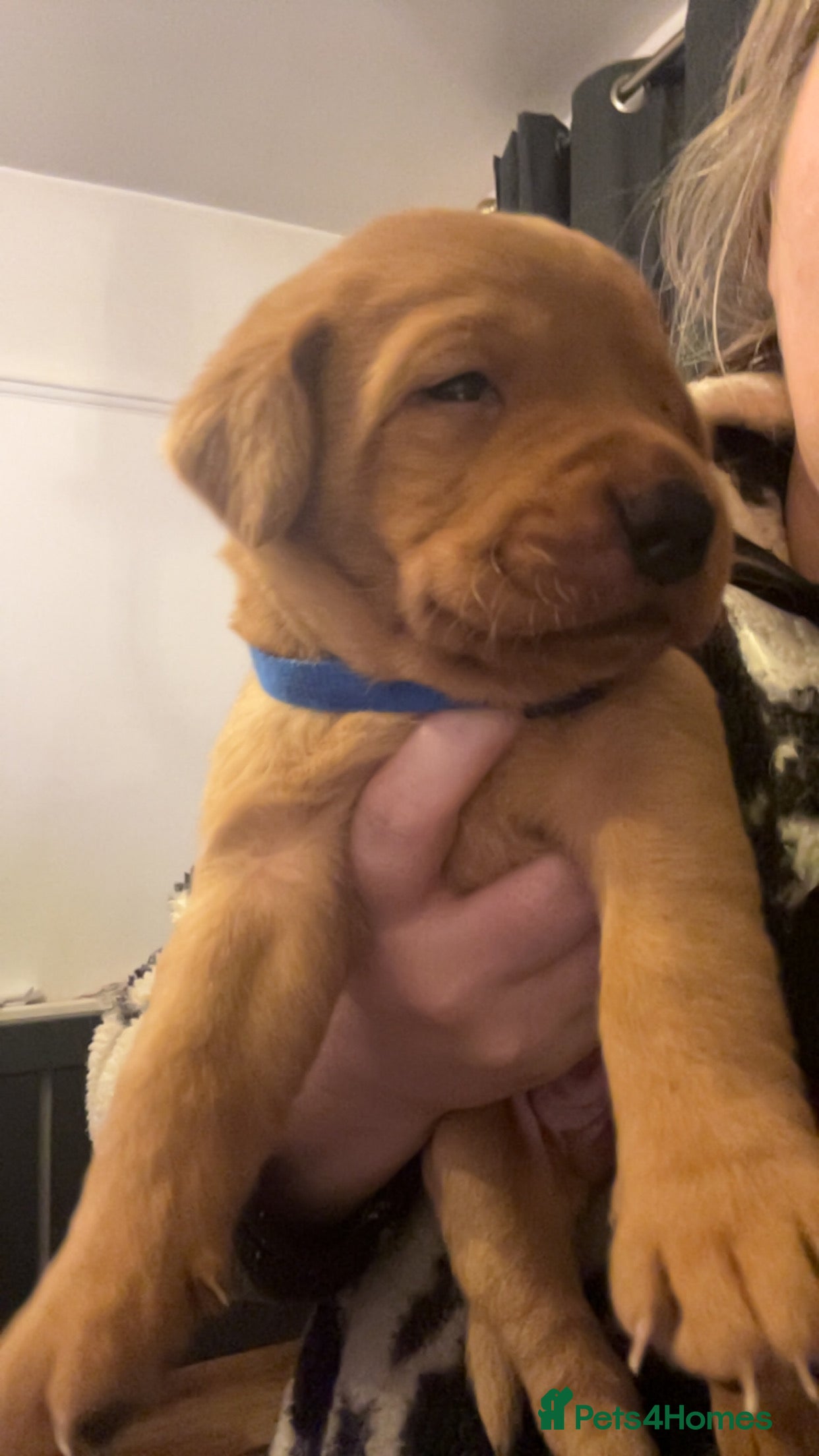 Labrador Retriever dogs Fox red lab pups for sale  - Advert 3
