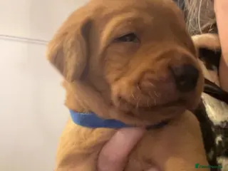 Labrador Retriever dogs Fox red lab pups for sale - Advert 3