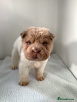 Shar Pei dogs Kc registered shar pei rare colours - Advert 3