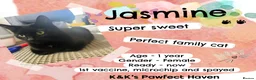 Domestic Shorthair cats for sale: Kittens & cats for adoption  - Advert 15