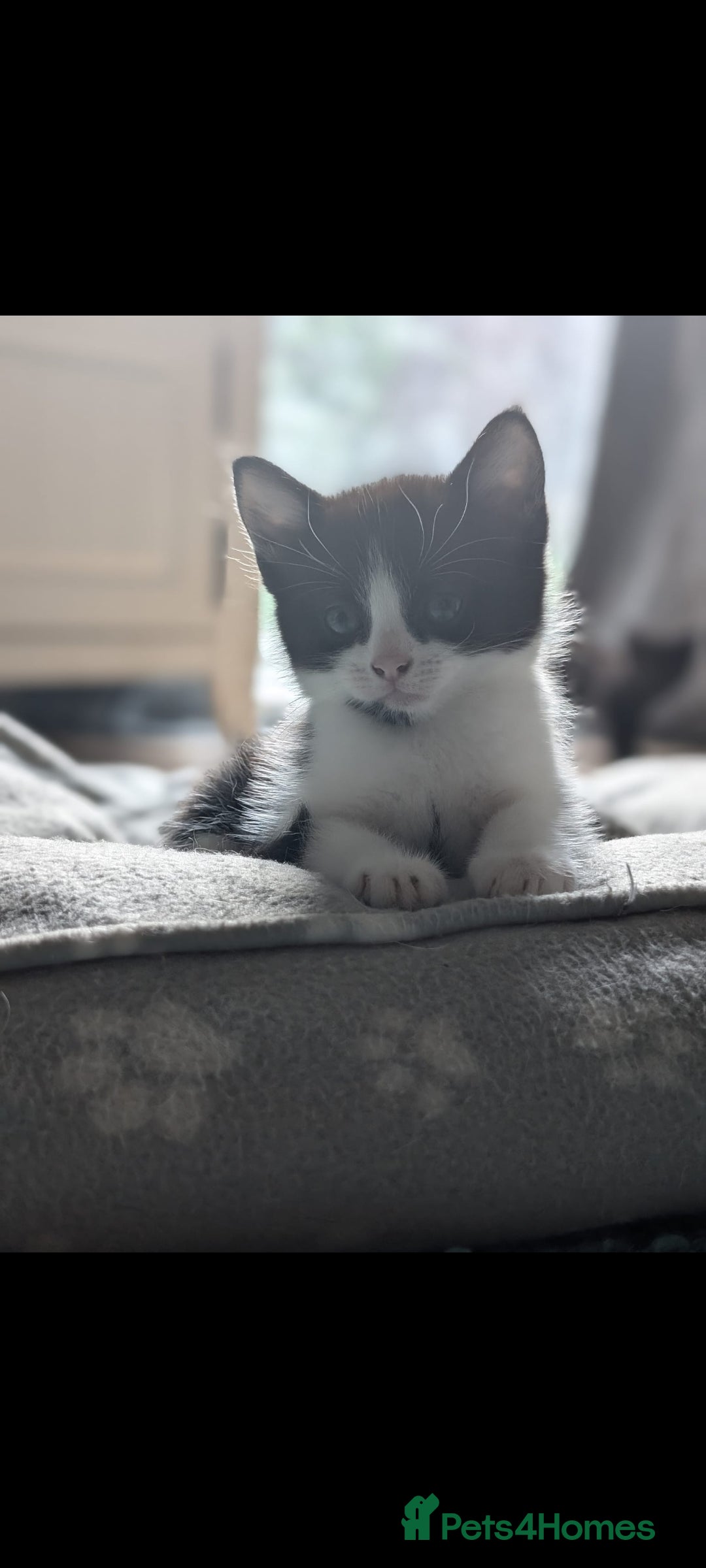 British Longhair cats for sale: Beautiful gorgeous kittens for sale - Image 10