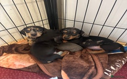 Dachshund dogs for sale: READY to leave dachshund puppy’s for sale  - Image 17