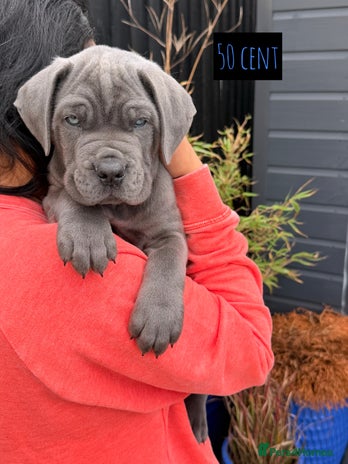 Mixed Breed dogs - Advert 5