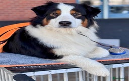 Australian Shepherd dogs for sale: Superbly Bred, Top Quality Pups - Image 9