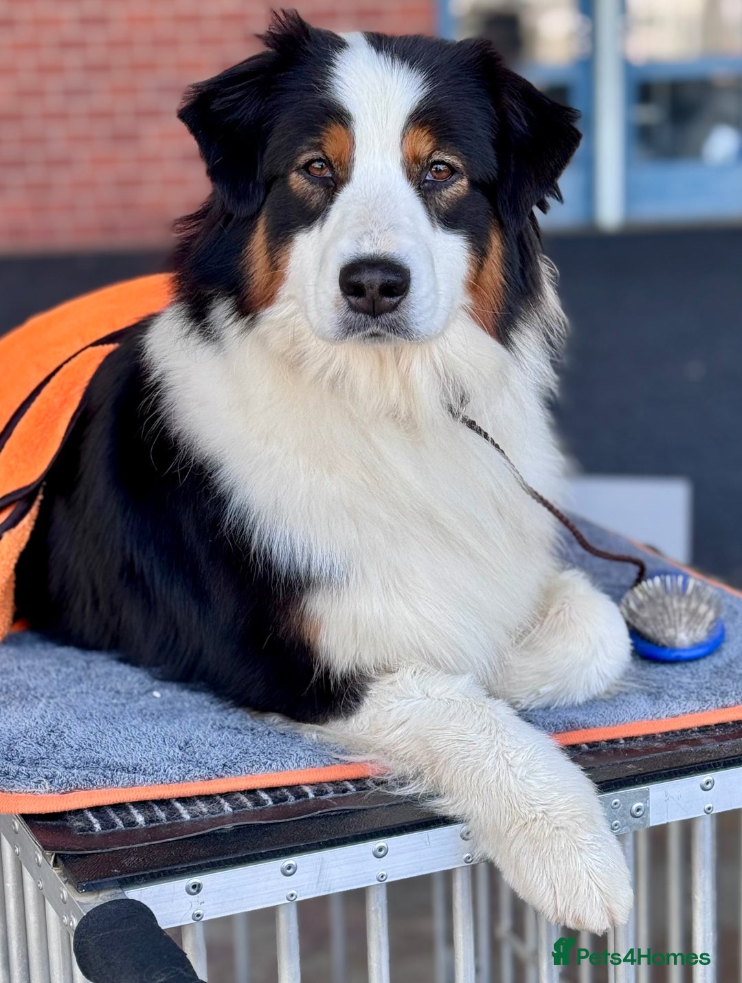 Australian Shepherd dogs for sale: Superbly Bred, Top Quality Pups - Image 9