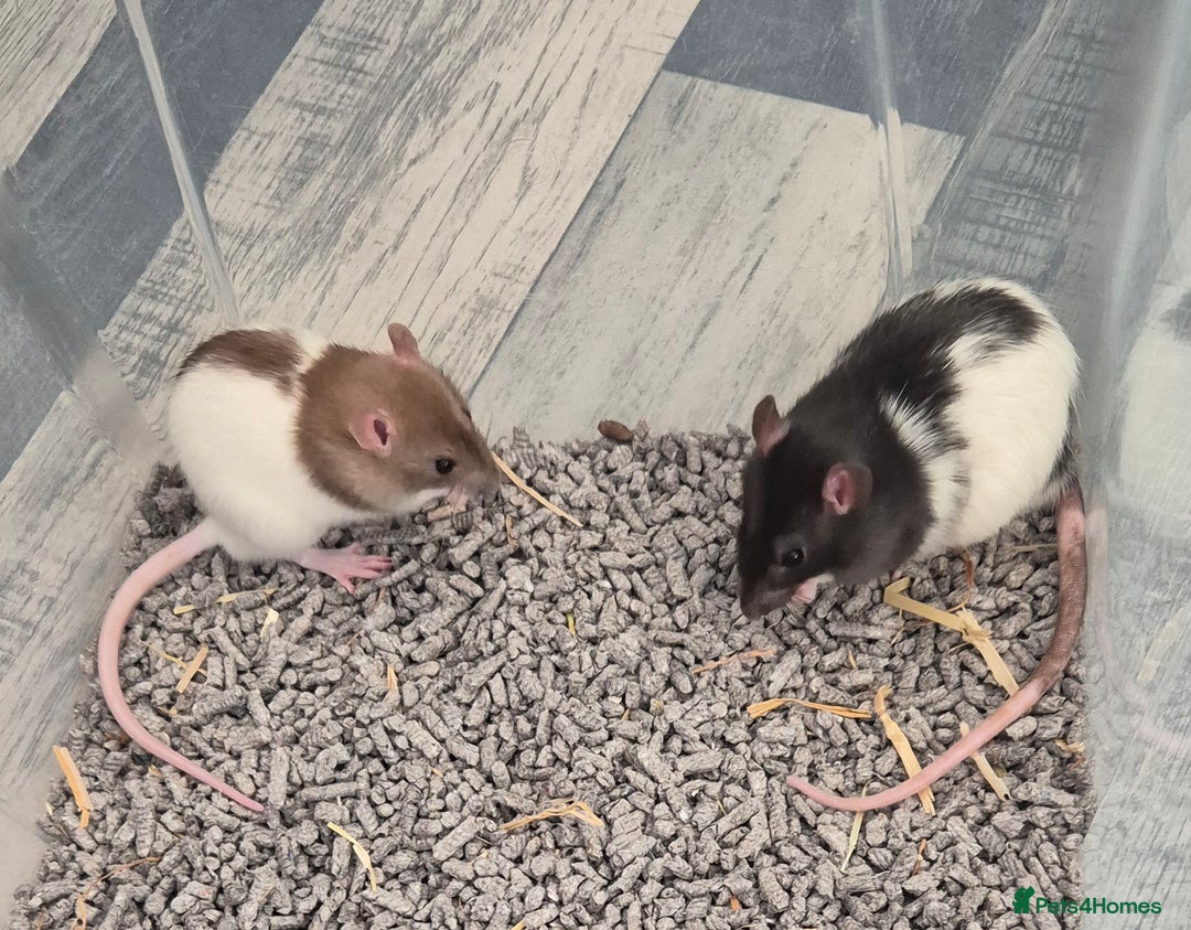 Rat rodents for sale: 2 males rats and set up  - Advert 1