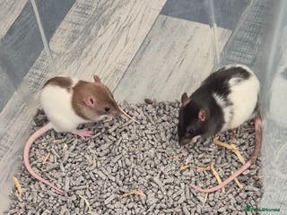 Rat rodents 2 males rats and set up - Advert 5