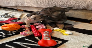 French Bulldog dogs - Advert 4