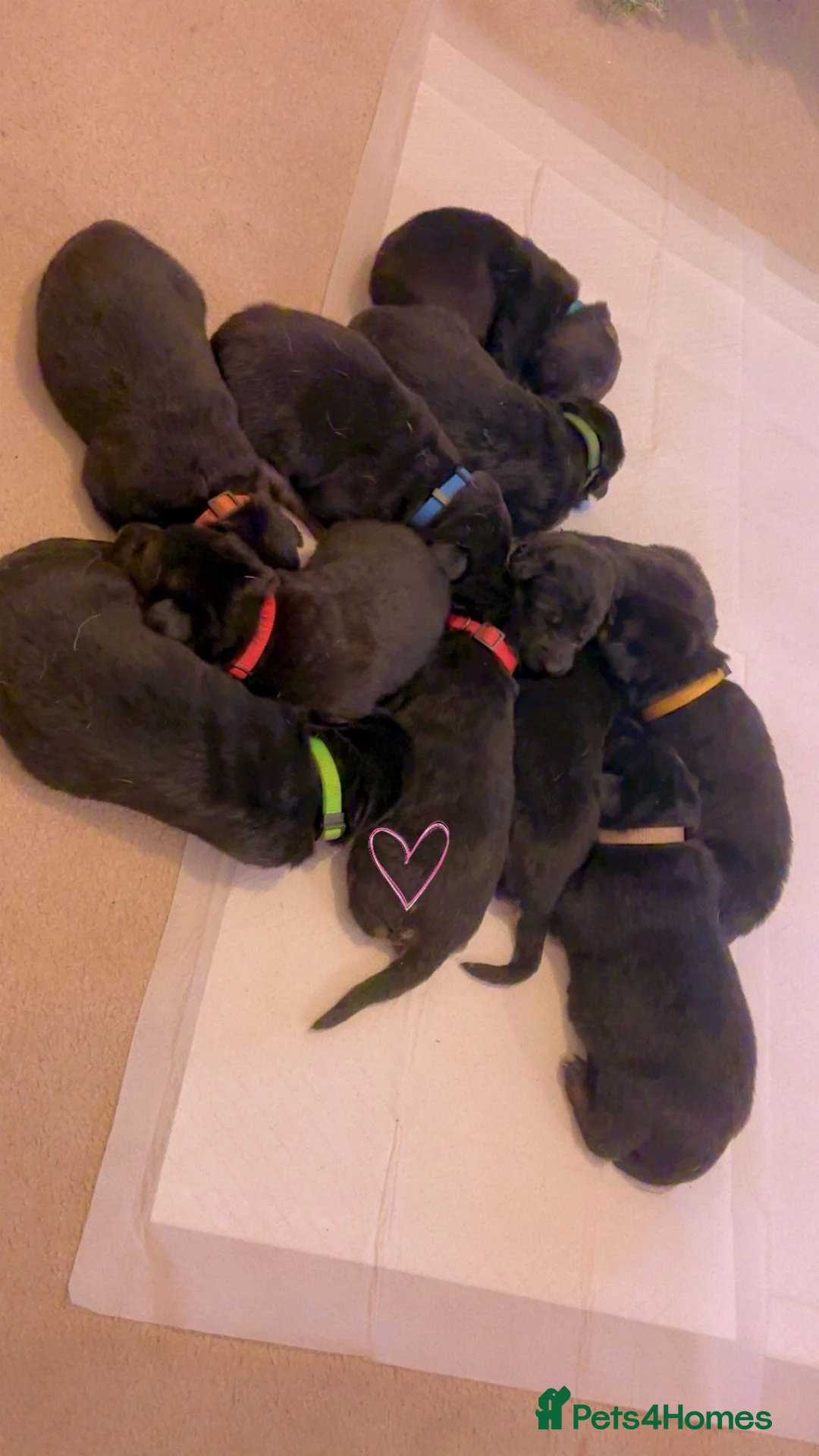 German Shepherd dogs for sale: Amazing german shepherd pups - Advert 2