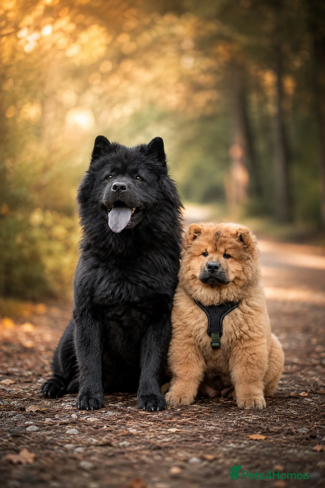 Chow Chow dogs for sale: Beautiful Red Chow Chow Puppy 🐻❤️ - Advert 2