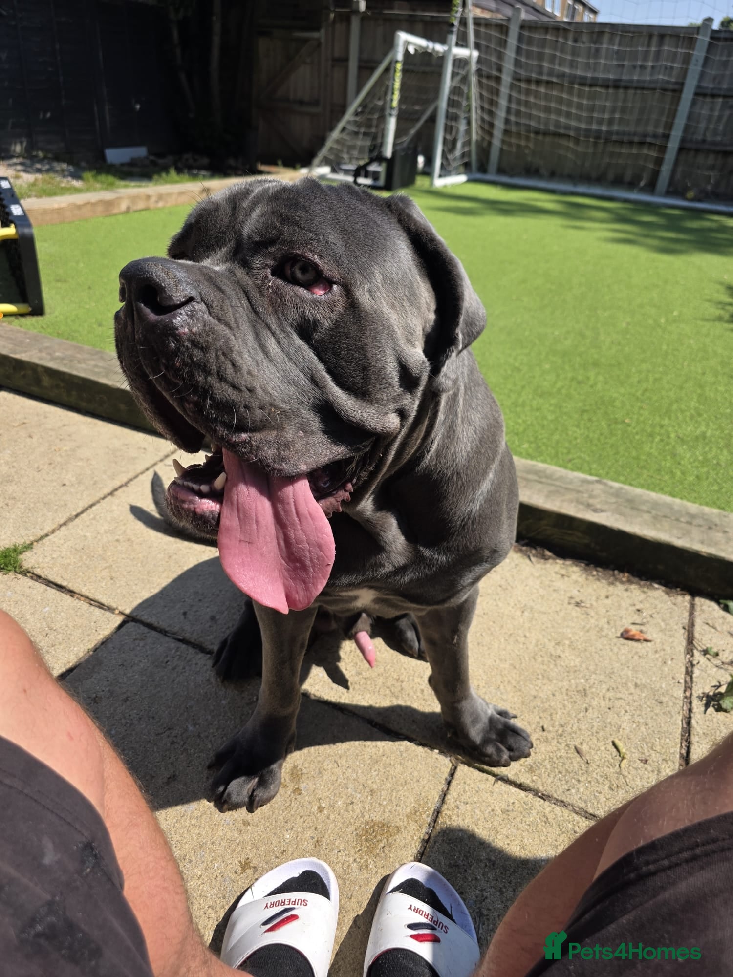 Cane Corso dogs ⭐️ ICCF 1 YEAR OLD MALE ⭐️ - Advert 7