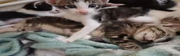Mixed Breed cats for sale: Siamese x kittens - Advert 2