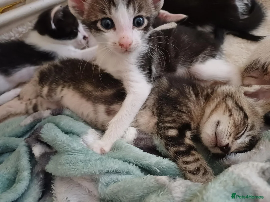 Mixed Breed cats for sale: Siamese x kittens - Advert 2