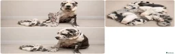 Cane Corso dogs for sale: Stunning Cane Corso Puppies for Sale - Advert 5