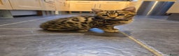 Bengal cats for sale: Outstanding quality Brown rosetted bengal kittens  - Advert 11