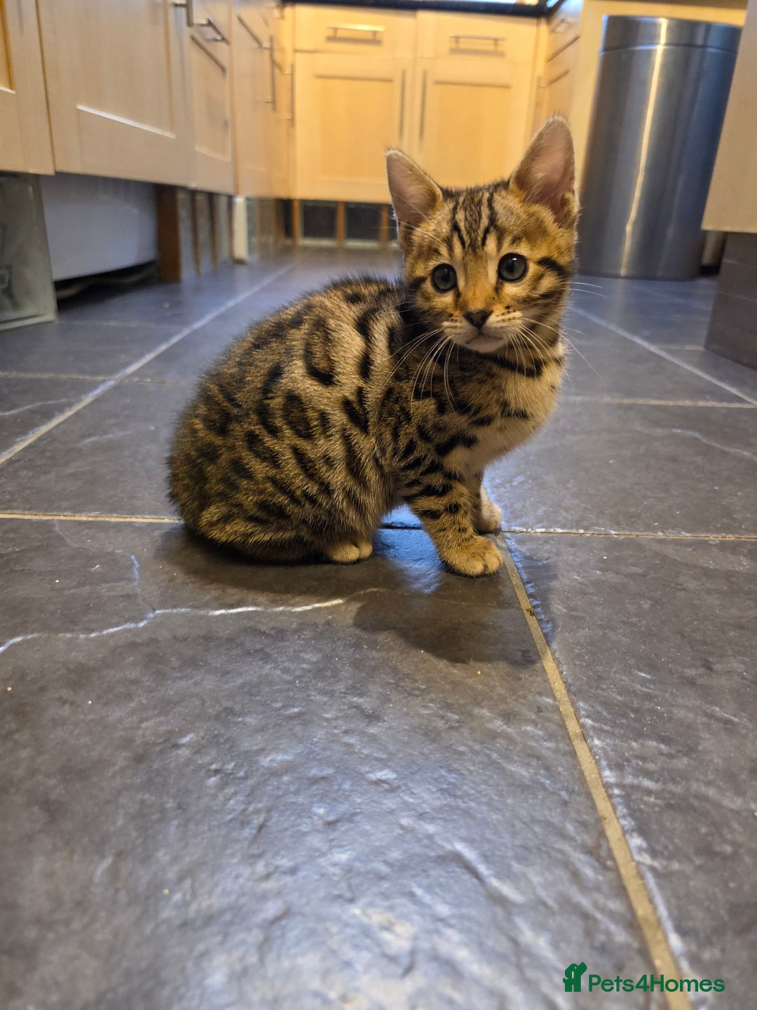 Bengal cats for sale: Outstanding quality Brown rosetted bengal kittens  - Advert 11
