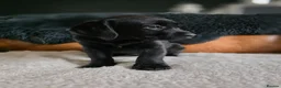 Labrador Retriever dogs for sale: High Quality Chunky Black Labrador Puppies - Advert 3