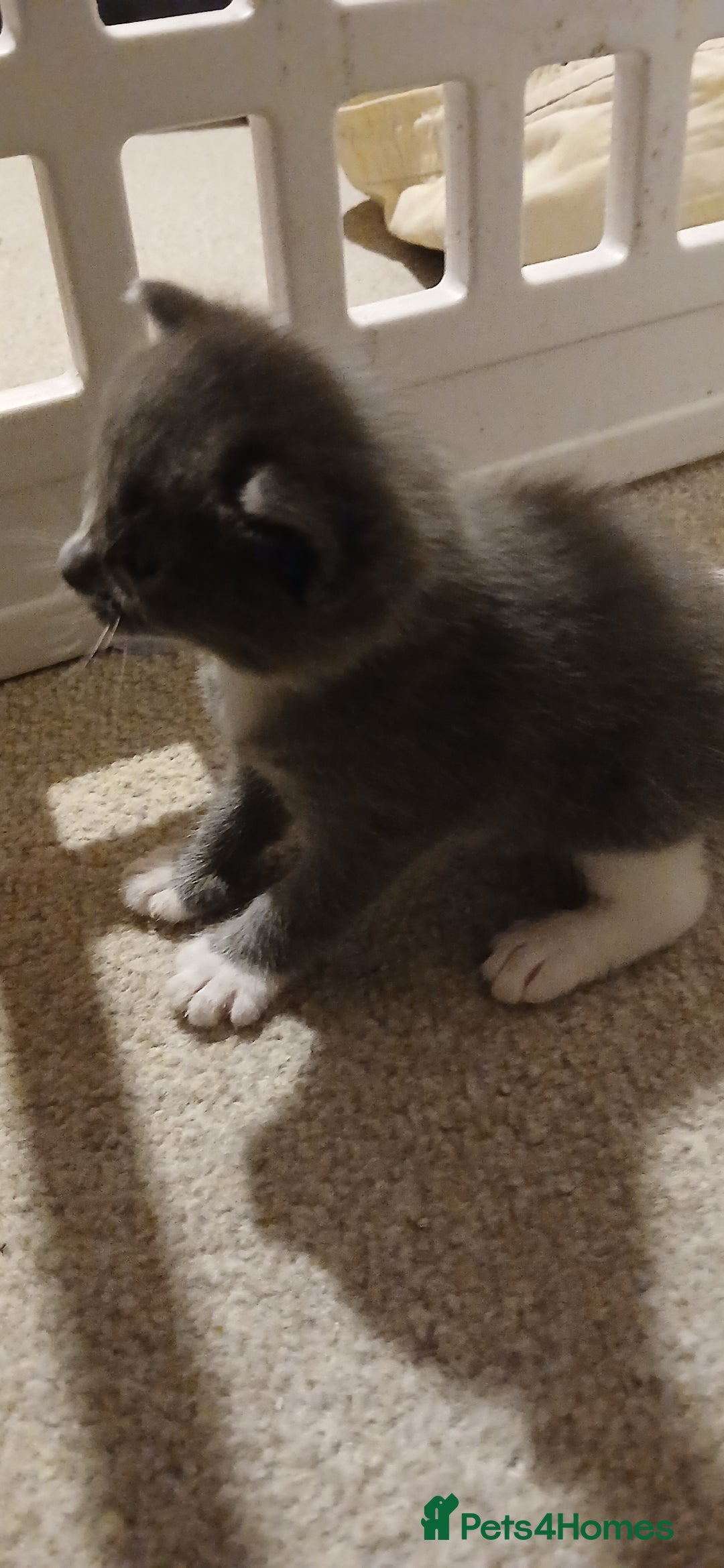 Mixed Breed cats for sale: 2x playful, gorgeous male kitten's for sale  - Image 12