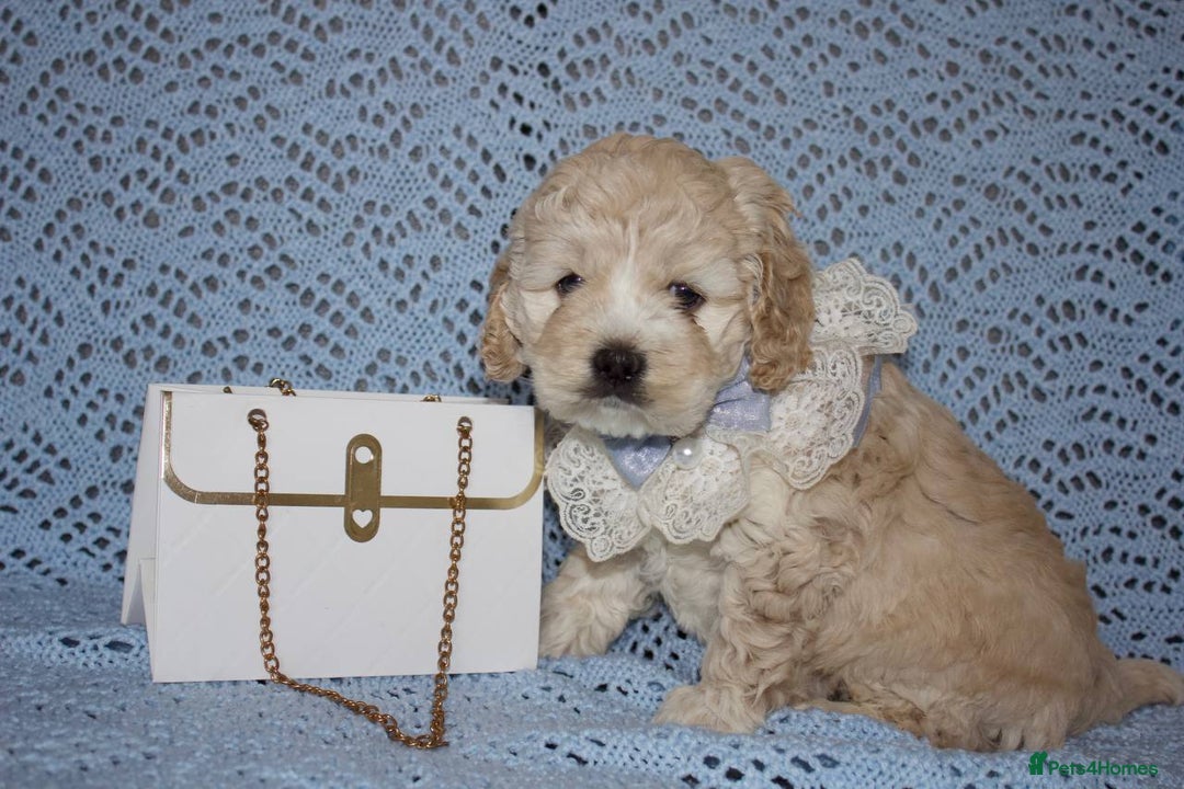 Cockapoo dogs for sale: Unique F1 Cockapoo Puppies - Image 16