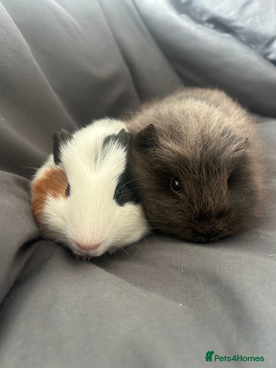 Guinea Pig rodents for sale: 2 guinea pigs  - Image 2