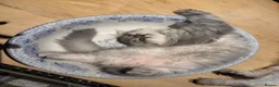British Longhair cats for sale: 3 Adorable Loving British Longhair Kittens  - Advert 9