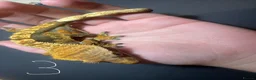 Gecko reptiles for sale: 3 stunning crested geckos from 3 months old in Nottingham - Advert 8