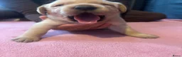 Labrador Retriever dogs for sale: 7 Labrador Puppies  in Reading - Advert 21