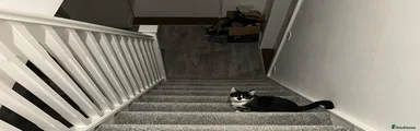 Mittens 