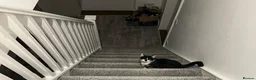 Domestic Shorthair cats for sale: 🐾 Loving Home Wanted for Our Cat 🐾 - Advert 7