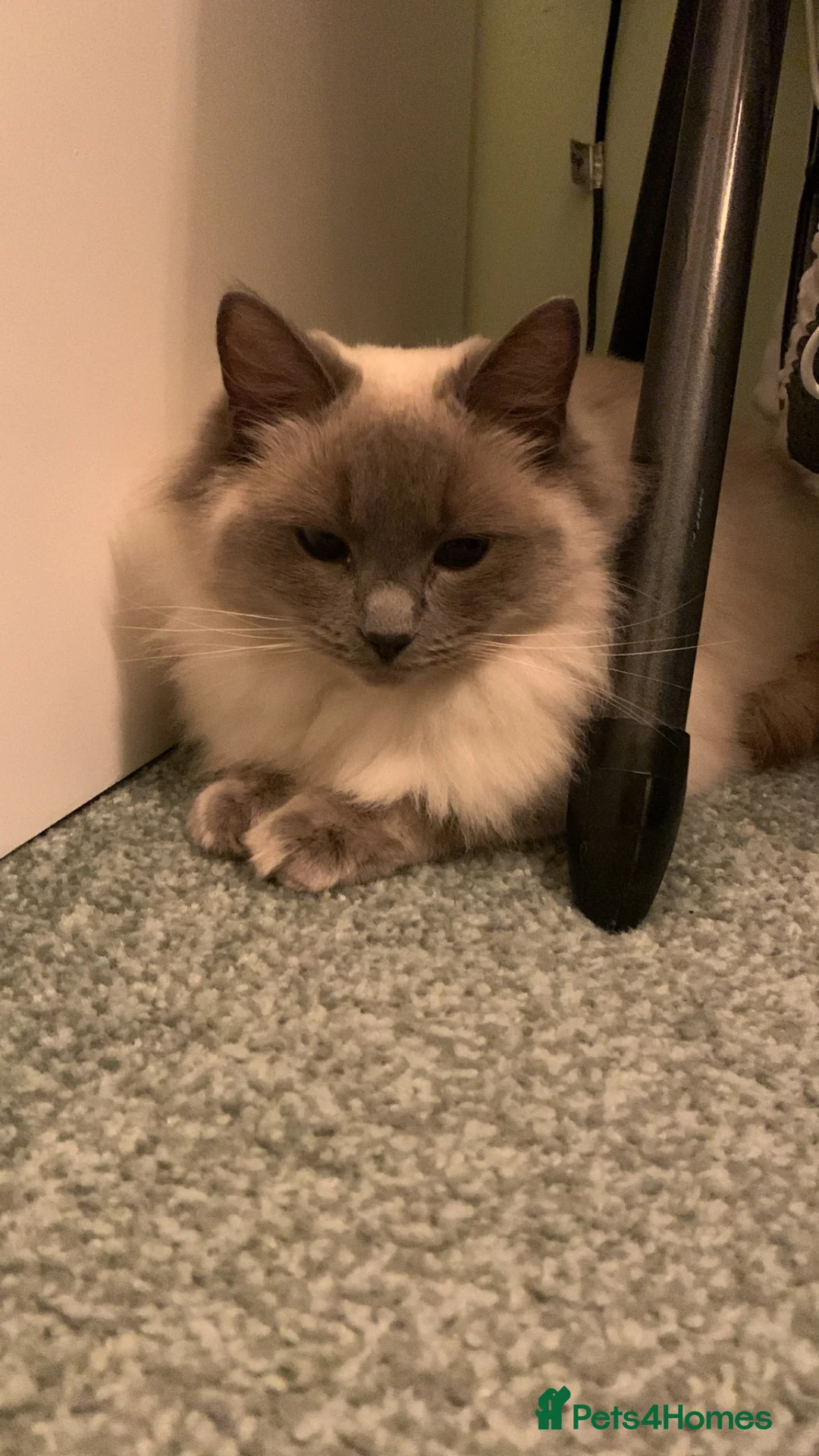 Ragdoll cats for sale: Male/Female Kitten Looking for a Loving  Home in Newport Pagnell - Advert 2