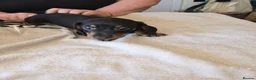 Dachshund dogs for sale: Dachshound  miniture puppies  - Advert 4