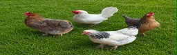 Mixed Breed livestock for sale: Chicks hens and roosters for sale  - Advert 4