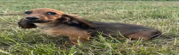 Miniature Dachshund dogs for sale: Kc registered miniature longhaired dachshunds   - Advert 4