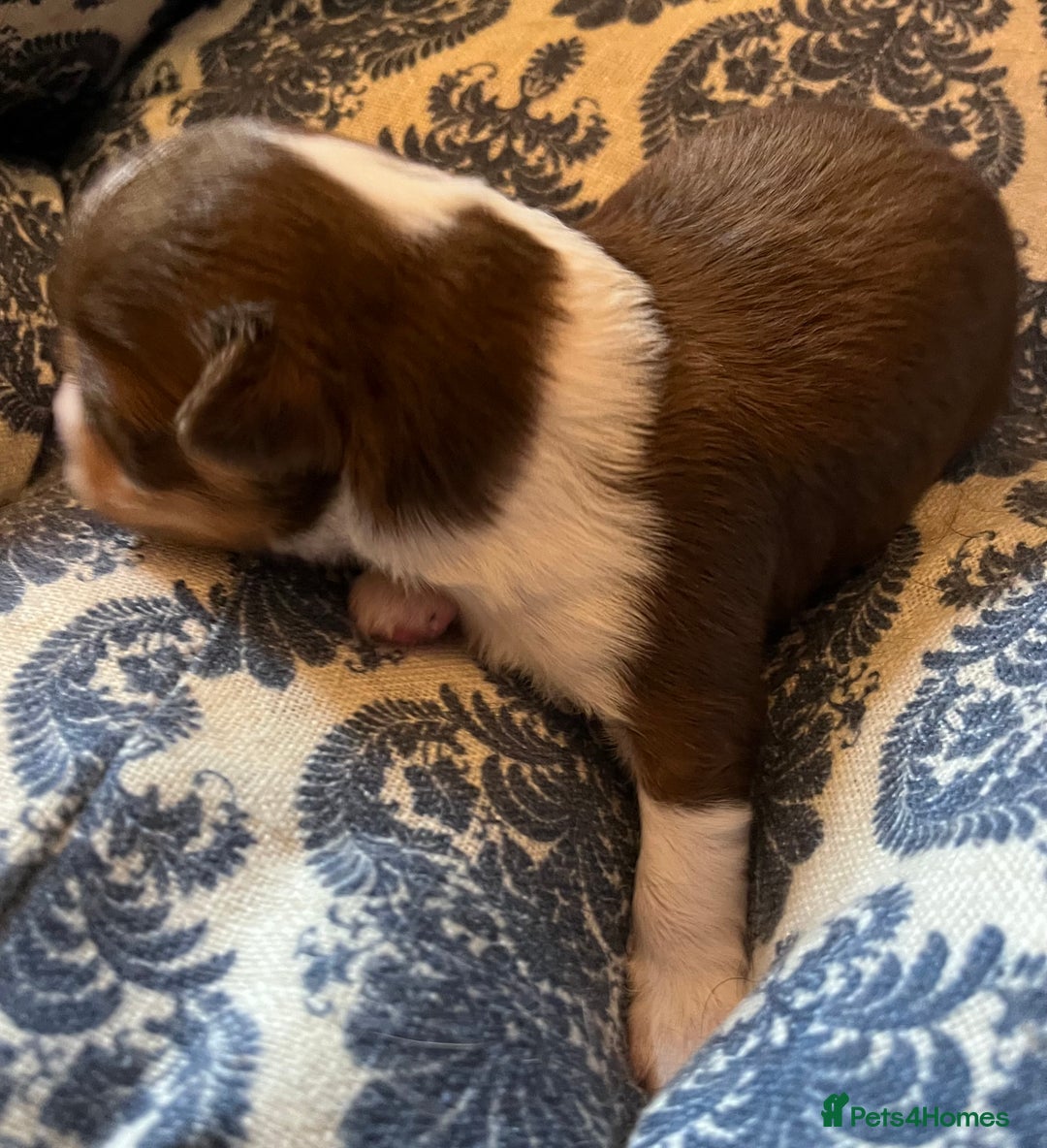 Chihuahua dogs for sale: chihuahua boy puppies  - Advert 10