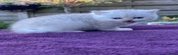 British Shorthair cats for sale: Golden, Golden Colourpoint & Silver Tipped - Advert 5