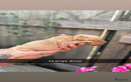 Labrador Retriever dogs for sale: Stunning Fox Red Labrador puppies  - Image 19
