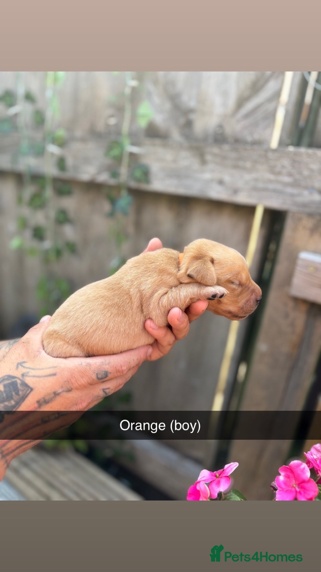 Labrador Retriever dogs for sale: Stunning Fox Red Labrador puppies  - Image 19